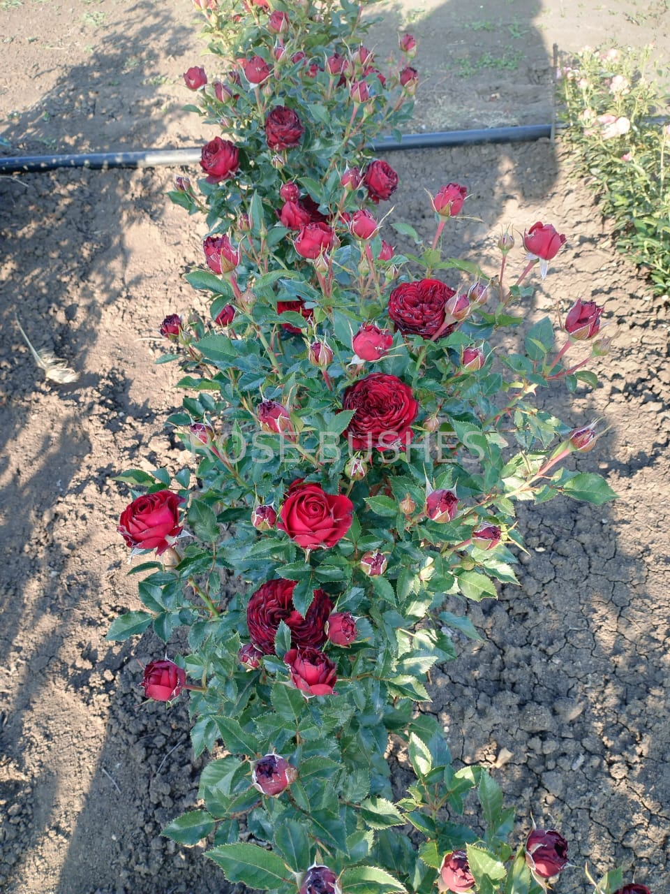 ����� ���. Mayras Red. (��, ����.)